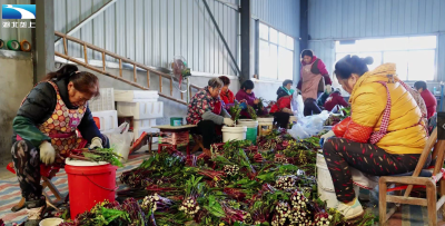 丰收大湖北：“红宝贝”上市 成初冬“抢手货”