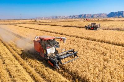又迎丰收！全年粮食生产实现高位增产