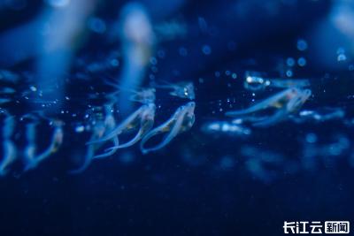 常剑波：续写中华鲟生命篇章