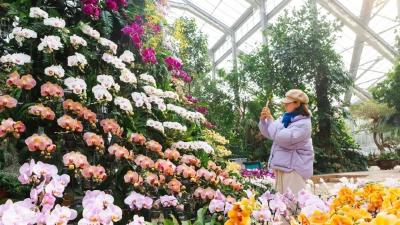 万株兰花盛放，2026赏花季，来了！