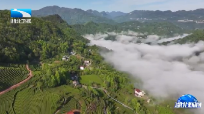 长江观察：淡季不淡   五峰茶转型新“体验”