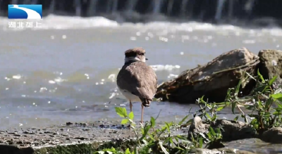 襄阳保康：飞鸟引客来 “观鸟经济”点绿成金