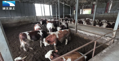 恩施巴东：返乡山间牧牛 谱写青春牧歌