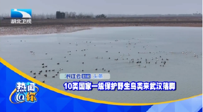10类国家一级保护野生鸟类来武汉落脚