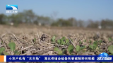 【湖北新闻】小农户也有“大市场” 湖北供销全链条托管破解种田难题