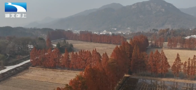 黄冈罗田： “知青林”里赏美景