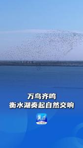 万鸟齐鸣，衡水湖奏起自然交响