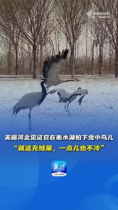 美丽河北见证官在衡水湖拍下雪中鸟儿，网友感叹“就这充绒量，一点儿也不冷”！