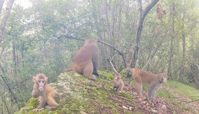 野生猕猴成群“亮相”湖北堵河源保护区