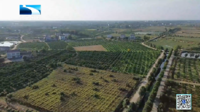 【长江新闻】丰收时节丨宜昌枝江：瓜蒌籽成致富“金豆豆”