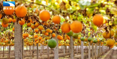 襄阳南漳：“金瓜瓜”变“致富籽” 特色产业激活新动能