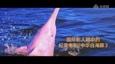 纪录电影《中华白海豚》已全国上映