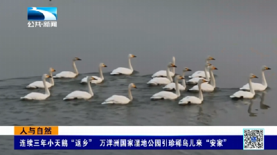 人与自然 | 连续三年小天鹅“返乡” 万洋洲国家湿地公园引珍稀鸟儿来“安家”