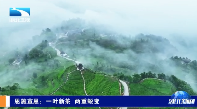 恩施宣恩：一叶新茶 两重蜕变