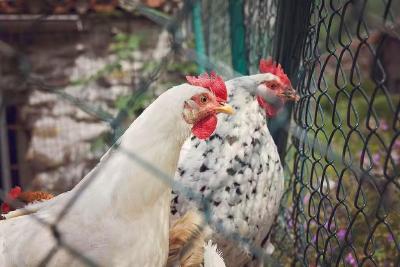 日本首都圈确认发生高致病性禽流感疫情