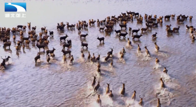 生态湖北：回归中国40年 麋鹿在湖北繁衍不息