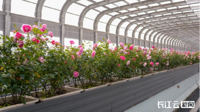 冬已至春可期！花漾武昌迎元旦亮“花招”