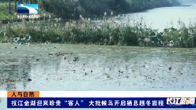 【长江新闻】人与自然｜枝江金湖迎来珍贵“客人”大批候鸟开启栖息越冬旅程