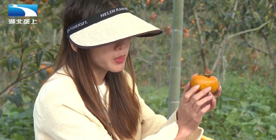 生活小百科：柿子正当时  这些人群食用需谨慎