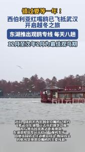 东湖观鸥专线开启！西伯利亚红嘴鸥已如约飞抵武汉