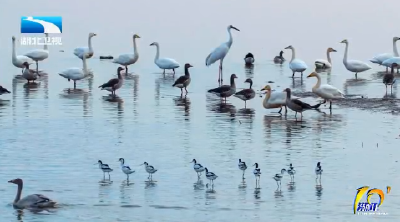 【湖北10分】“五星级”越冬家园就绪 湖北湿地迎来大批候鸟