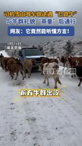 司机雪山驾车路途遇“拦路牛”，与牛群礼貌“商量”后通行，网友：它竟然能听懂方言！