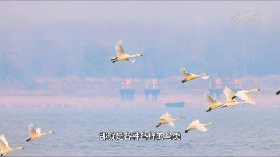 长江大保护十周年｜南京江心神秘无人岛