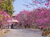 荆州：繁花似海，邂逅‘梅’好