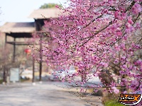 荆州：繁花似海，邂逅‘梅’好