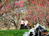 荆州区恒荣梅园：梅花绽开放 喜迎八方客