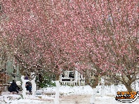 图集 | 沙市中山公园：雪中赏梅正当时！