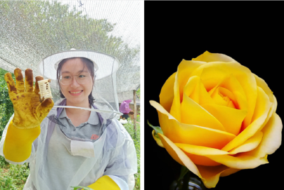 这朵黄花，就叫“文秀”吧！