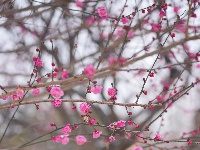 图集 | 踏雪寻梅，沙市中山公园寒梅盛放