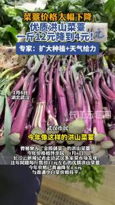菜薹价格大幅下降，优质洪山菜薹一斤12元降到4元！