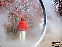 荆州区恒荣梅园：梅花绽开放 喜迎八方客