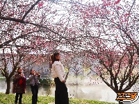 荆州区恒荣梅园：梅花绽开放 喜迎八方客