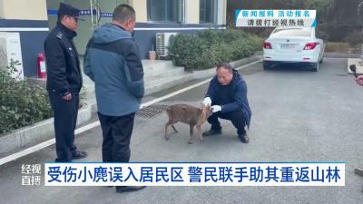 受伤小麂误入居民区 警民联手助其重返山林