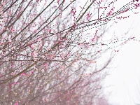 图集 | 踏雪寻梅，沙市中山公园寒梅盛放