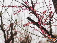 图集 | 沙市中山公园：雪中赏梅正当时！