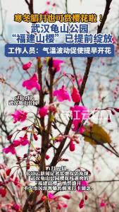 寒冬腊月也可赏樱花啦！武汉龟山公园“福建山樱”已提前绽放