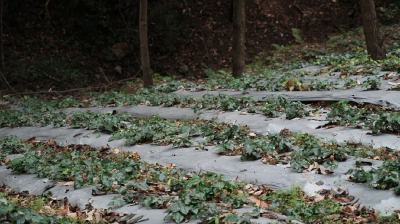 2025年实现产值超4500万元 “神农药谷”建设初见成效