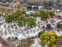 图集 | 沙市中山公园：雪中赏梅正当时！