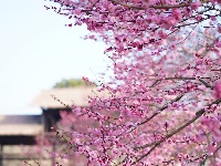 荆州：繁花似海，邂逅‘梅’好