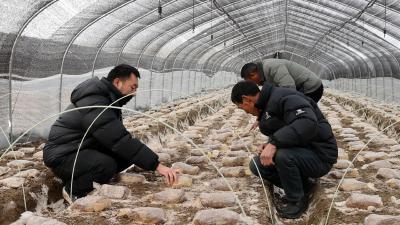 襄阳宜城：全链赋能 菌兴乡村