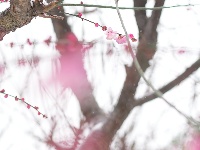 图集 | 踏雪寻梅，沙市中山公园寒梅盛放