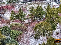 图集 | 沙市中山公园：雪中赏梅正当时！