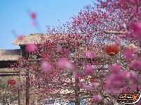荆州：繁花似海，邂逅‘梅’好