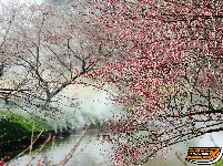 荆州区恒荣梅园：梅花绽开放 喜迎八方客