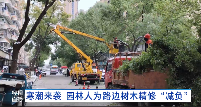 寒潮来袭 园林人为路边树木精修“减负”
