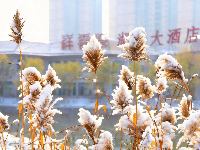 雪落云梦，一城诗意入画来